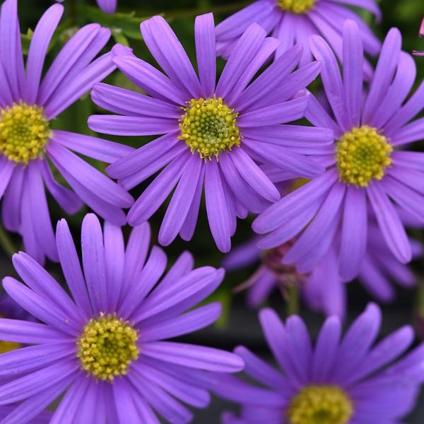 Brachycome Splendor Collection - Capel Cottage Nursery