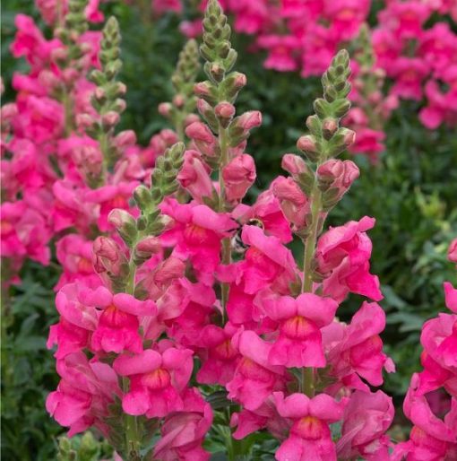 Sonnet - Capel Cottage Nursery